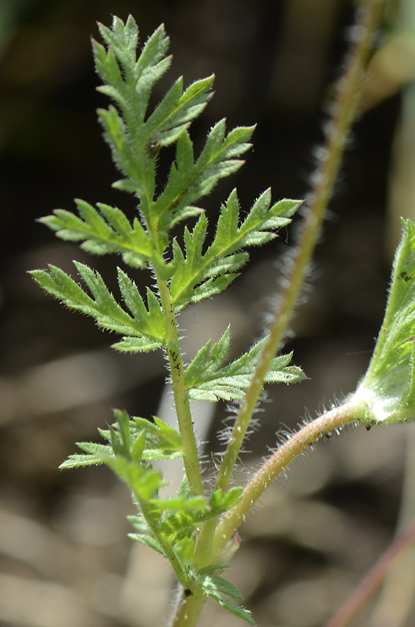 Erodium cicutarium / Becco di Gr comune